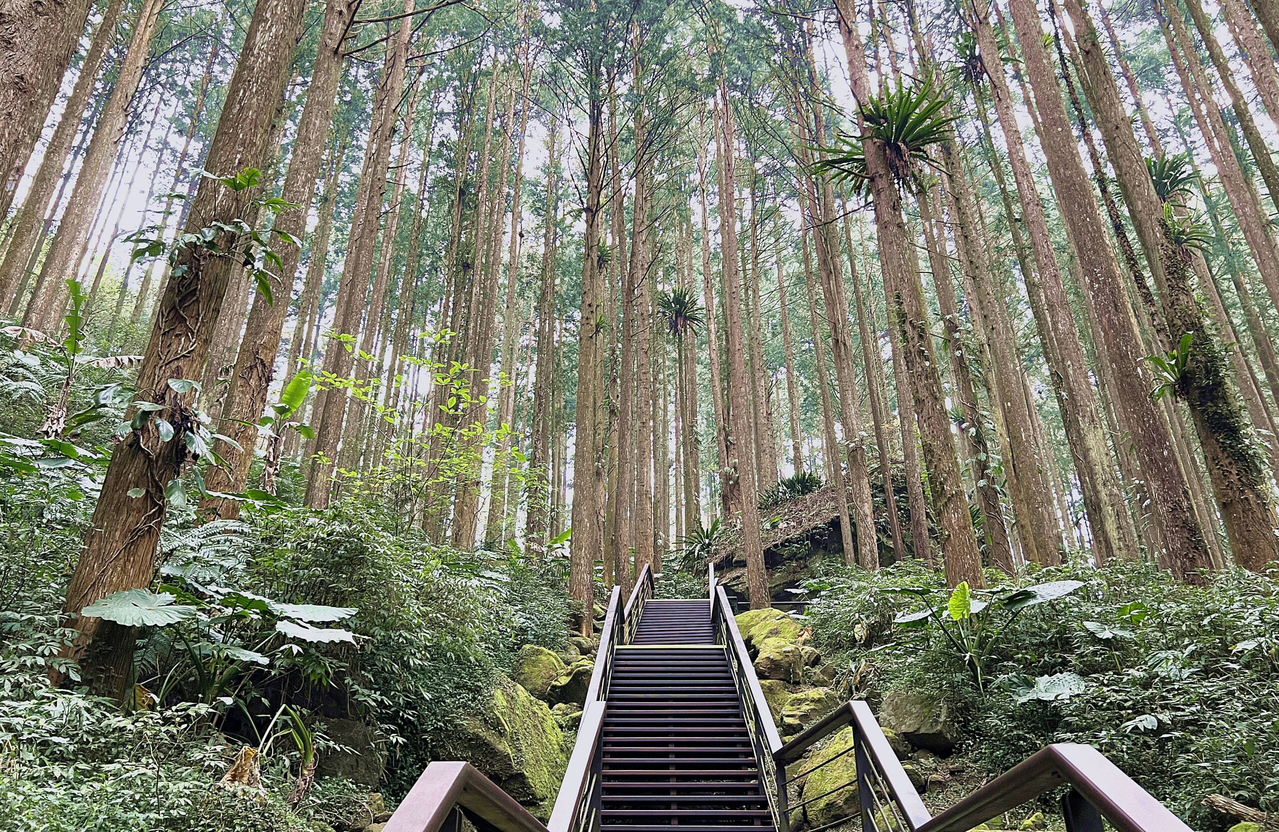 與佇立千萬年的山林精靈聊聊天！漫步阿里山系檜杉肖楠森林裡的森林木棧道步道 @。CJ夫人。