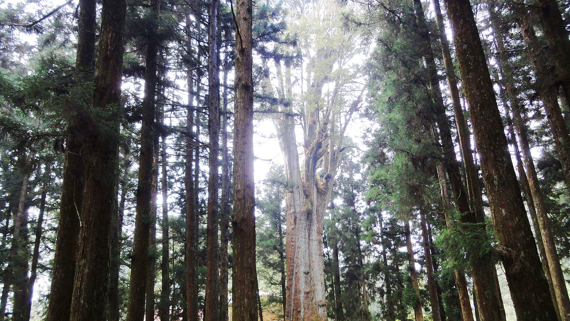 與佇立千萬年的山林精靈聊聊天！漫步阿里山系檜杉肖楠森林裡的森林木棧道步道 @。CJ夫人。