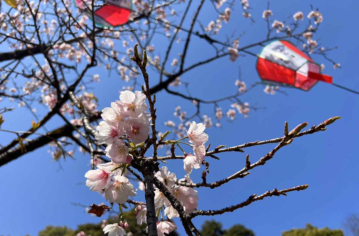 演繹一幅春日東京最美好的畫面，就是認真當一回東京櫻花妹。2024日本東京5日自由行9座公園賞櫻攻略，另外推薦餐廳與周邊順遊行程！ @。CJ夫人。