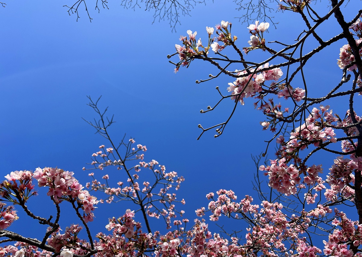 演繹一幅春日東京最美好的畫面，就是認真當一回東京櫻花妹。2024日本東京5日自由行9座公園賞櫻攻略，另外推薦餐廳與周邊順遊行程！ @。CJ夫人。
