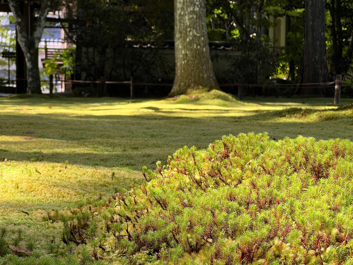 苔綠如絨，古意盎然。京都比叡山深處的三千院，盡是被苔庭和童地藏石像包圍的幸福感｜京都有料門票入場寺廟 三千院 @。CJ夫人。