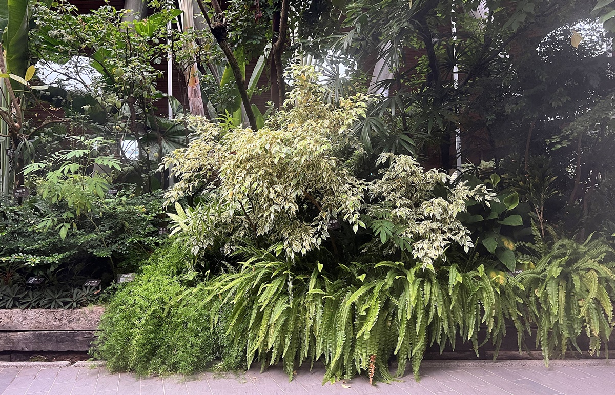 台灣島嶼的森林縮影！一次感受不同海拔的山林、氣候與生態，花個下午漫步屬於台北人夏日約會私房地｜台北室內免費景點 台北典藏植物園 @。CJ夫人。