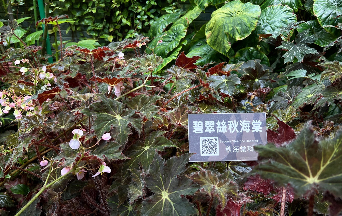 台灣島嶼的森林縮影！一次感受不同海拔的山林、氣候與生態，花個下午漫步屬於台北人夏日約會私房地｜台北室內免費景點 台北典藏植物園 @。CJ夫人。