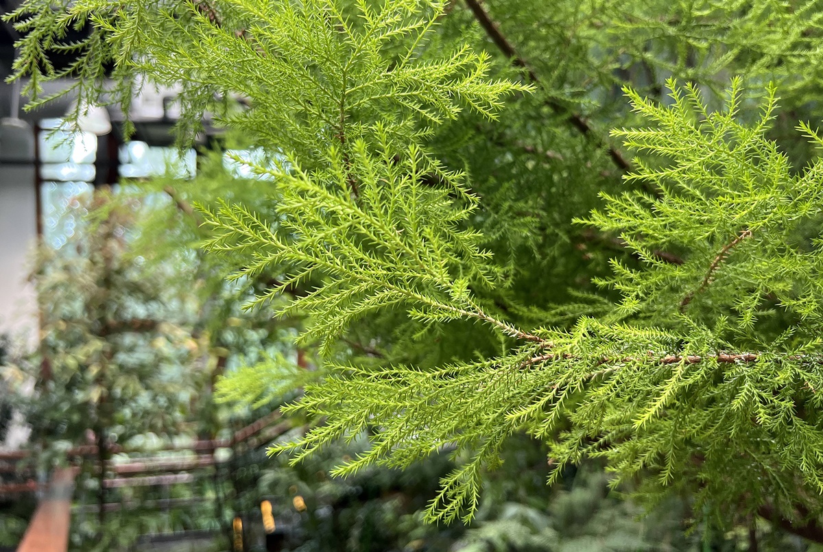 台灣島嶼的森林縮影！一次感受不同海拔的山林、氣候與生態，花個下午漫步屬於台北人夏日約會私房地｜台北室內免費景點 台北典藏植物園 @。CJ夫人。