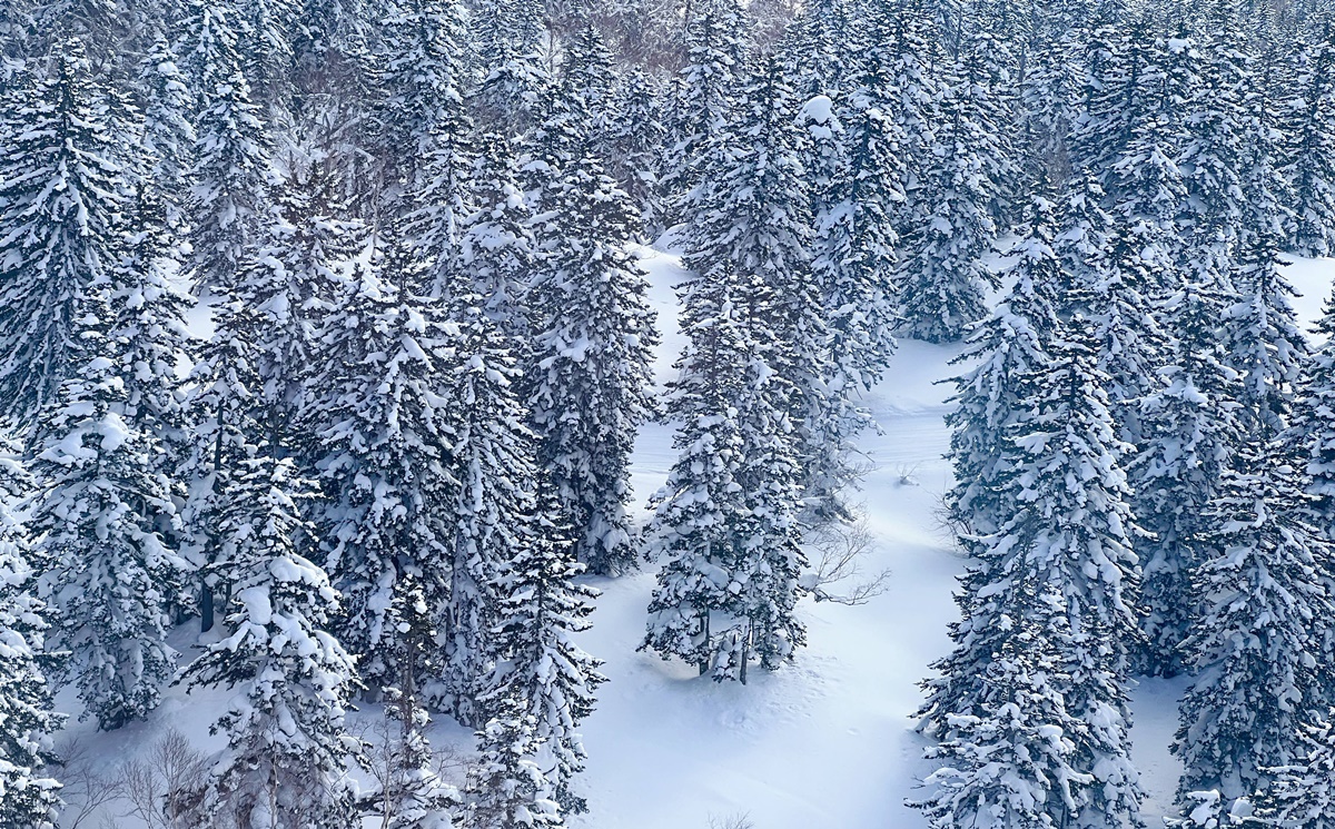 一步步接近北海道的最高點，正式邁入眾神遊樂園的大雪山國立公園｜北海道大雪山旭岳（Mt. Asahidake）、冬天雪地健行與大雪山旭岳纜車一日紀行 @。CJ夫人。