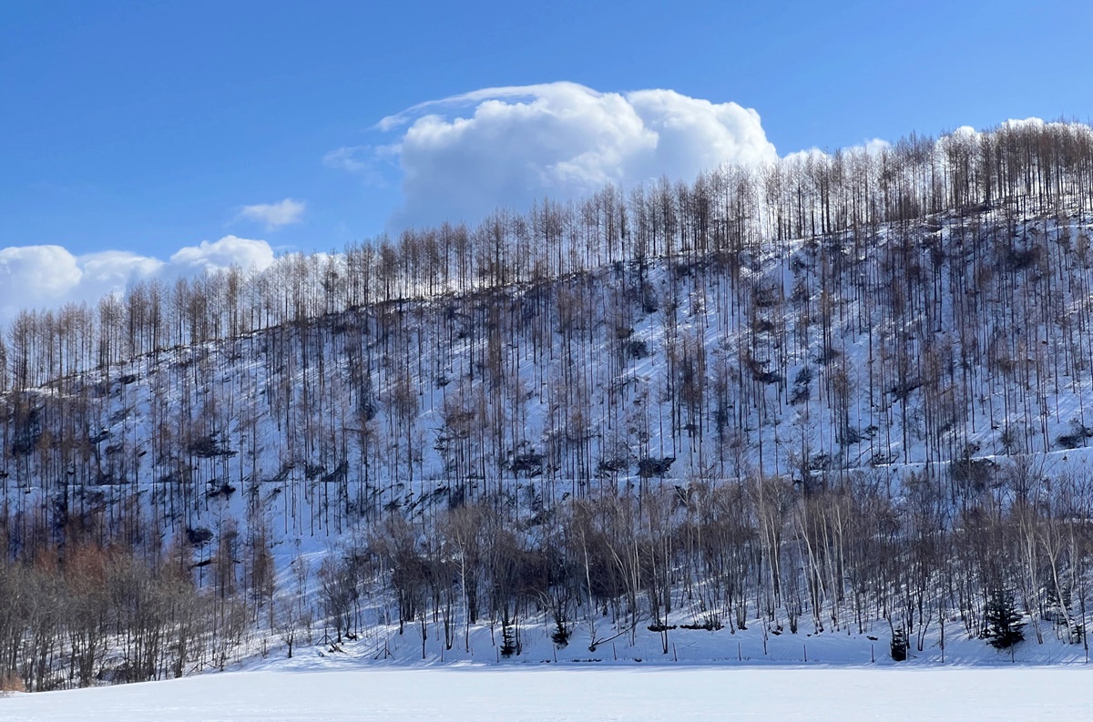 冬の日，雪見の慶典！堆雪人、搭雪舟、雪地健行及第一次滑雪的日子，一切故事，從達人帶路開始！【晴天旅遊  X CJ夫人】2025專為日本滑雪初心者設計的沉浸式冬雪旅行團，雪友招募中 @。CJ夫人。