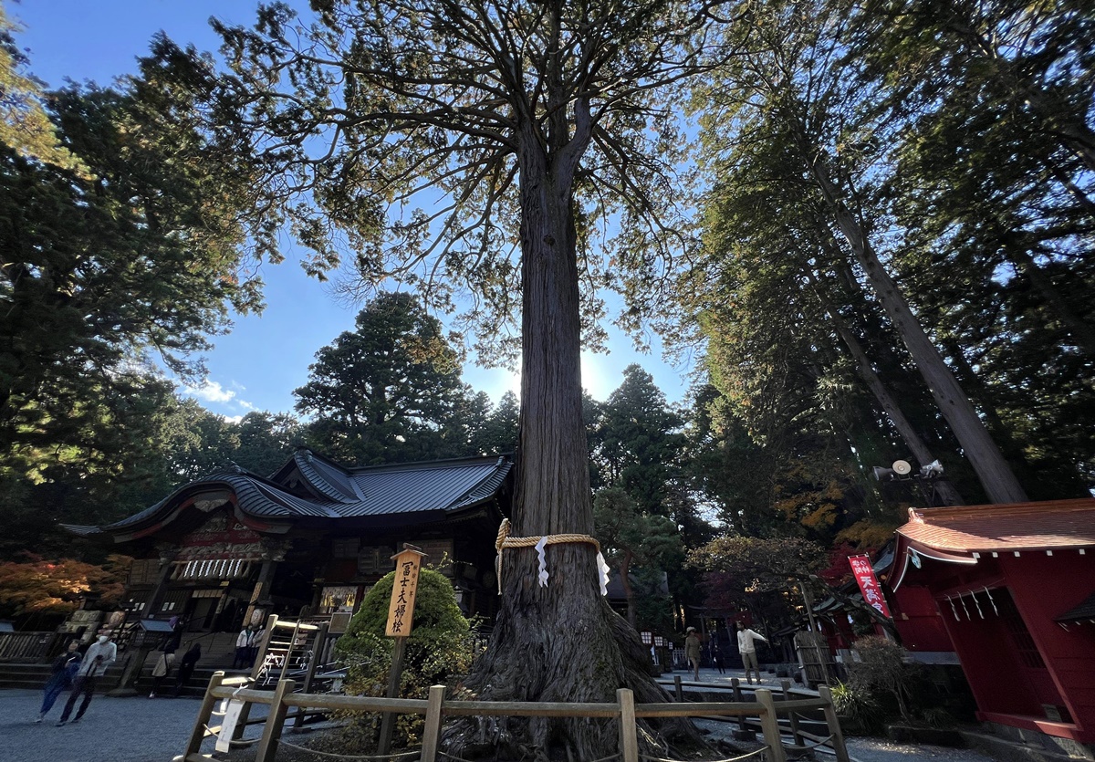 當自然與信仰連結在一起，富士山山麓下的千年森林與登山者祈福神社｜日本山梨縣富士吉田市 北口本宮富士淺間神社 @。CJ夫人。