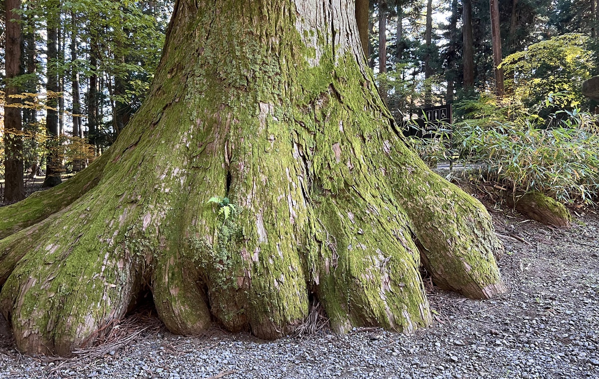 當自然與信仰連結在一起，富士山山麓下的千年森林與登山者祈福神社｜日本山梨縣富士吉田市 北口本宮富士淺間神社 @。CJ夫人。