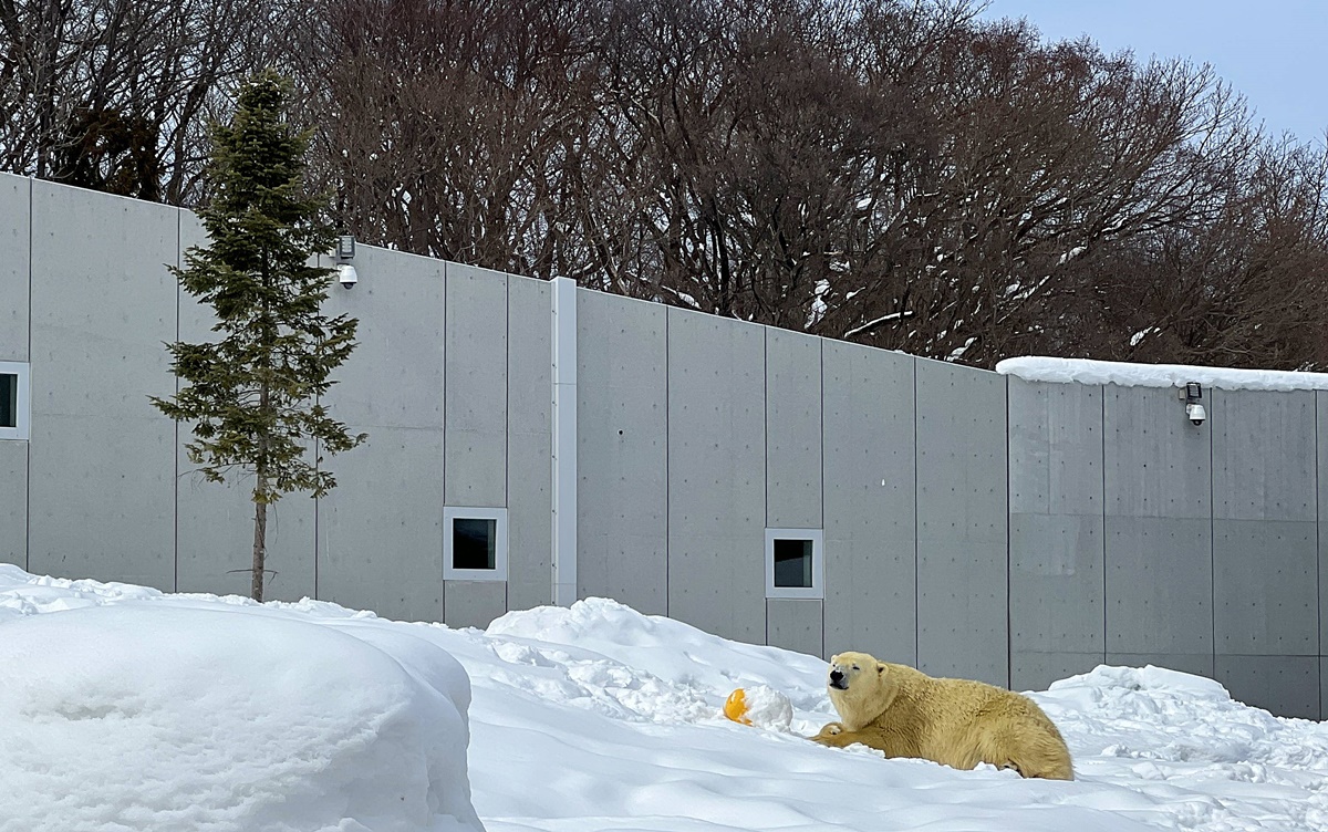 宛如踏入北海道野外森林的探險真實感！靜靜欣賞北極熊散步是冬遊札幌最美好的畫面｜北海道札幌市円山動物園 Maruyama Zoo @。CJ夫人。