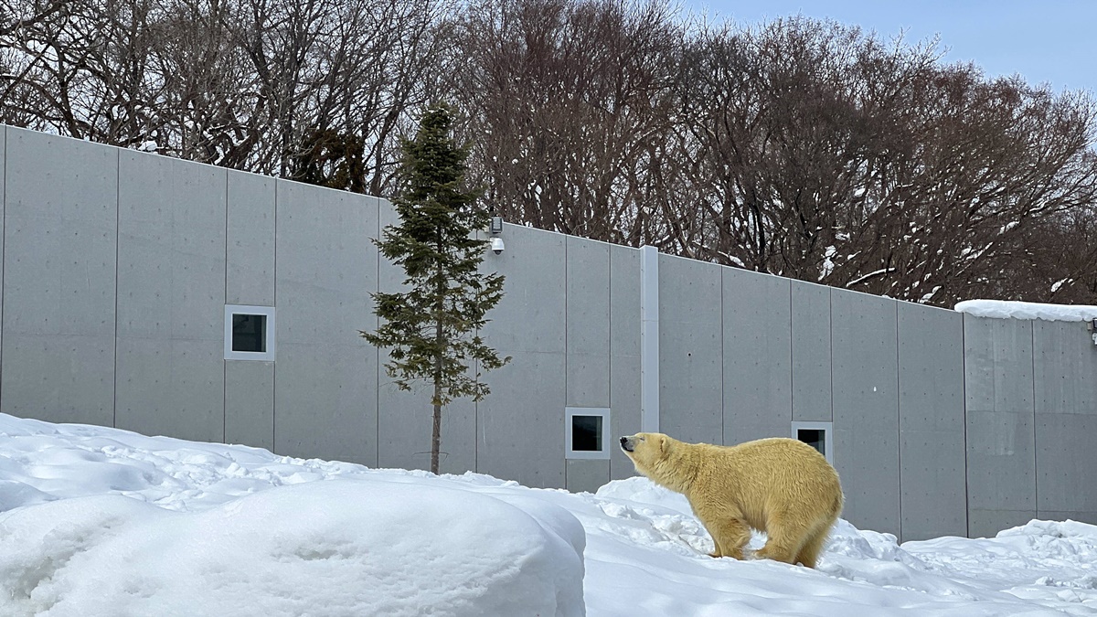 宛如踏入北海道野外森林的探險真實感！靜靜欣賞北極熊散步是冬遊札幌最美好的畫面｜北海道札幌市円山動物園 Maruyama Zoo @。CJ夫人。