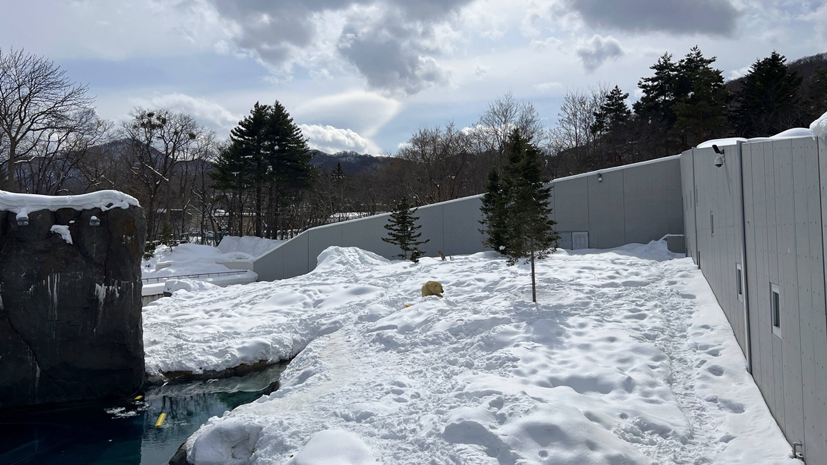 宛如踏入北海道野外森林的探險真實感！靜靜欣賞北極熊散步是冬遊札幌最美好的畫面｜北海道札幌市円山動物園 Maruyama Zoo @。CJ夫人。