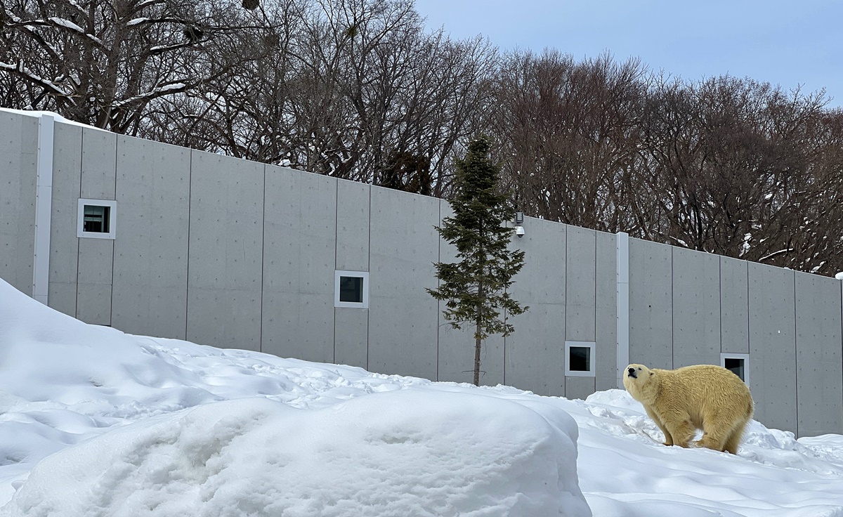 宛如踏入北海道野外森林的探險真實感！靜靜欣賞北極熊散步是冬遊札幌最美好的畫面｜北海道札幌市円山動物園 Maruyama Zoo @。CJ夫人。