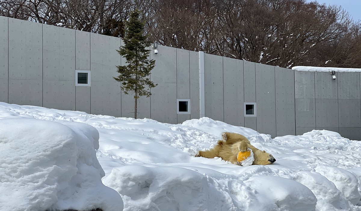 宛如踏入北海道野外森林的探險真實感！靜靜欣賞北極熊散步是冬遊札幌最美好的畫面｜北海道札幌市円山動物園 Maruyama Zoo @。CJ夫人。