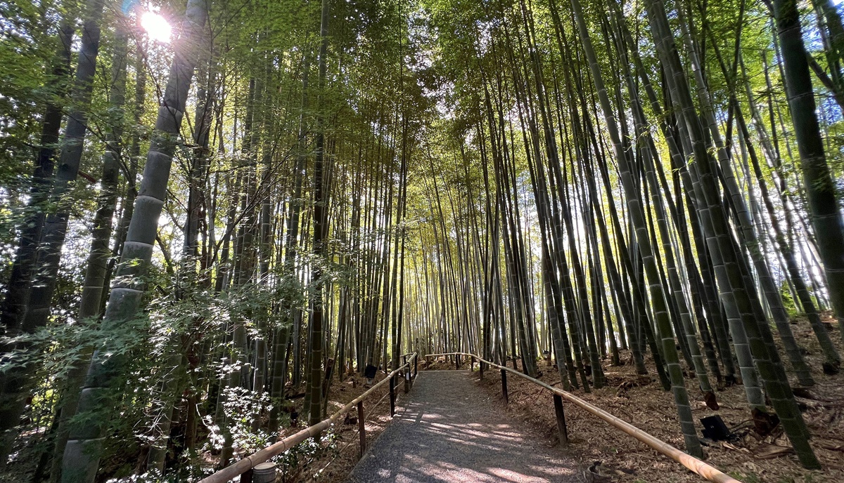 寄情於書畫與山水之間的幽靜佛寺，屬於豐臣秀吉夫人寧寧與豐臣秀吉愛的寺院｜京都東山區高台寺 @。CJ夫人。