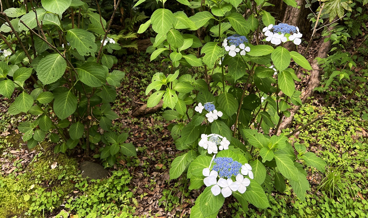 切換到另一種東京旅行節奏！前進早稻田大學探探東京藝文校園生活與玻璃屋校園食堂｜大隈庭園學生自助食堂／大隈ガーデンハウスカフェテリア（Okuma garden house） @。CJ夫人。