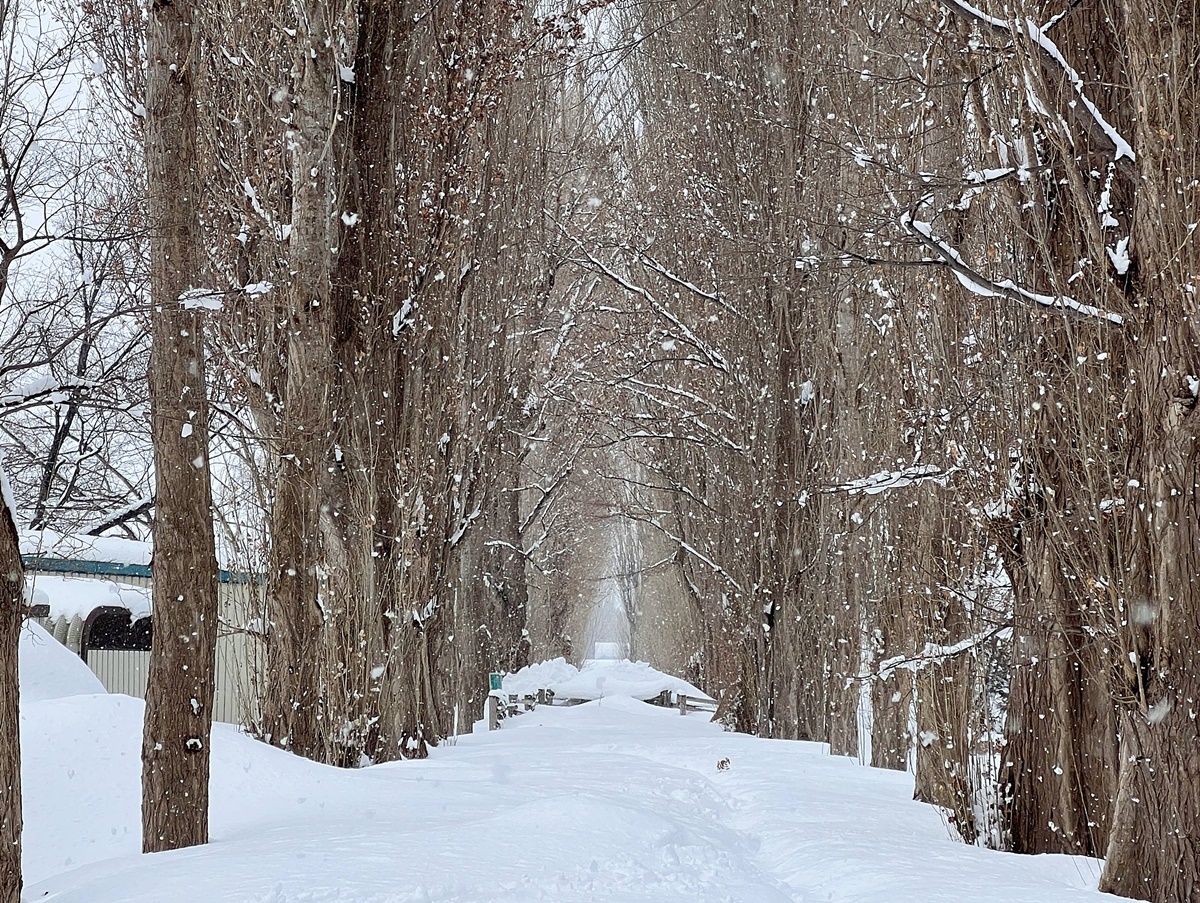 因雪而繁盛！札幌是一座屬於白色童話的北國城市，北海道自助旅行千萬別錯過日本冬日最美公園、大學、神宮、展望台、動物園！ @。CJ夫人。