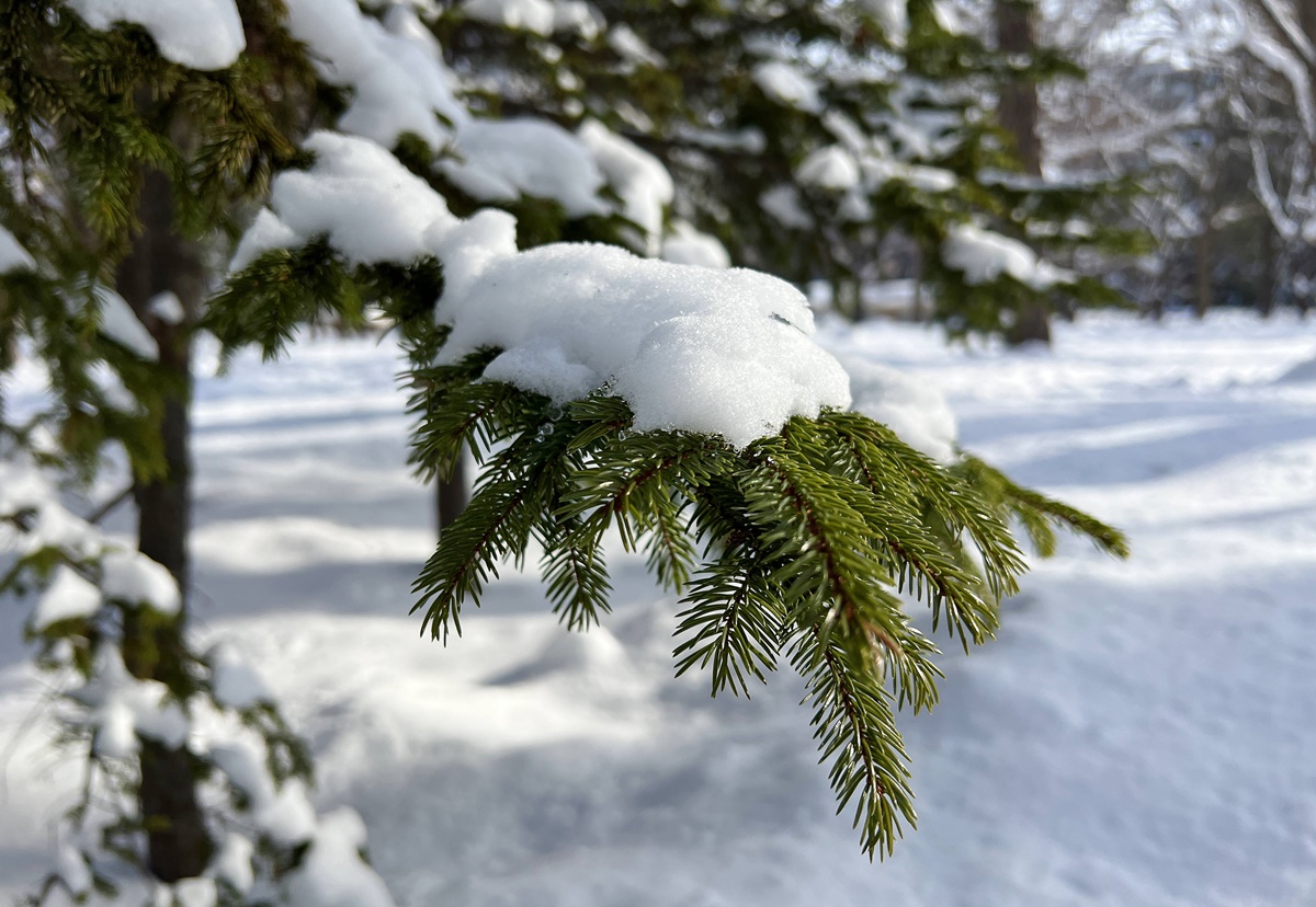 因雪而繁盛！札幌是一座屬於白色童話的北國城市，北海道自助旅行千萬別錯過日本冬日最美公園、大學、神宮、展望台、動物園！ @。CJ夫人。