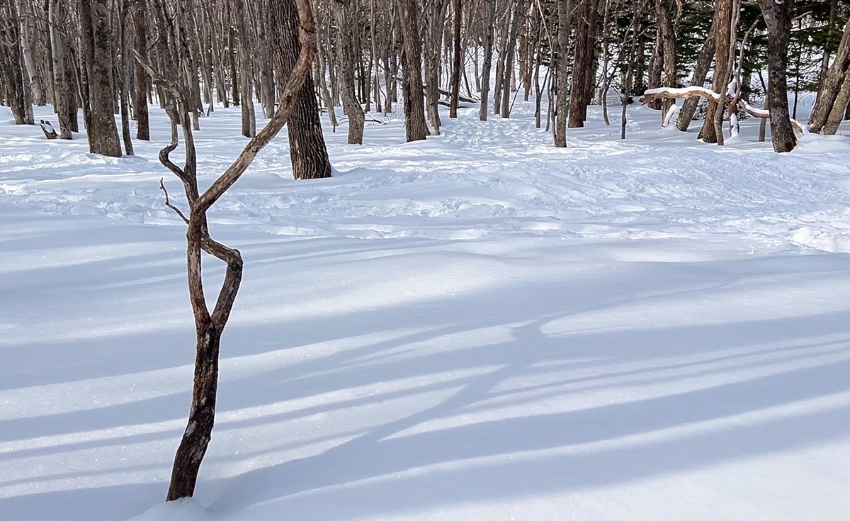 冬日白雪覆蓋的北海道大地，純淨、唯美、魔幻、還很歡樂！2025日本北海道札幌7日自由行賞雪攻略，另外推薦餐廳與周邊滑雪場順遊行程！ @。CJ夫人。