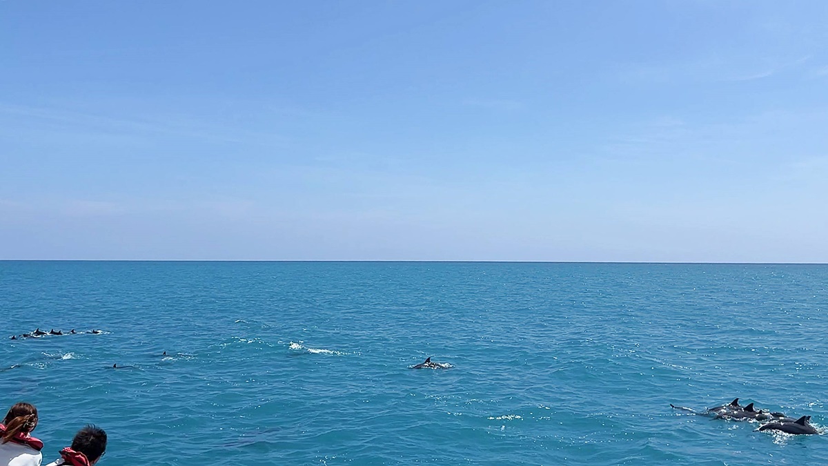 前進飛旋海豚的世界！邂逅一群充滿活力的海洋一族，花蓮港黑潮海域賞鯨豚半日遊｜花蓮觀光郵輪多羅滿賞鯨船 @。CJ夫人。