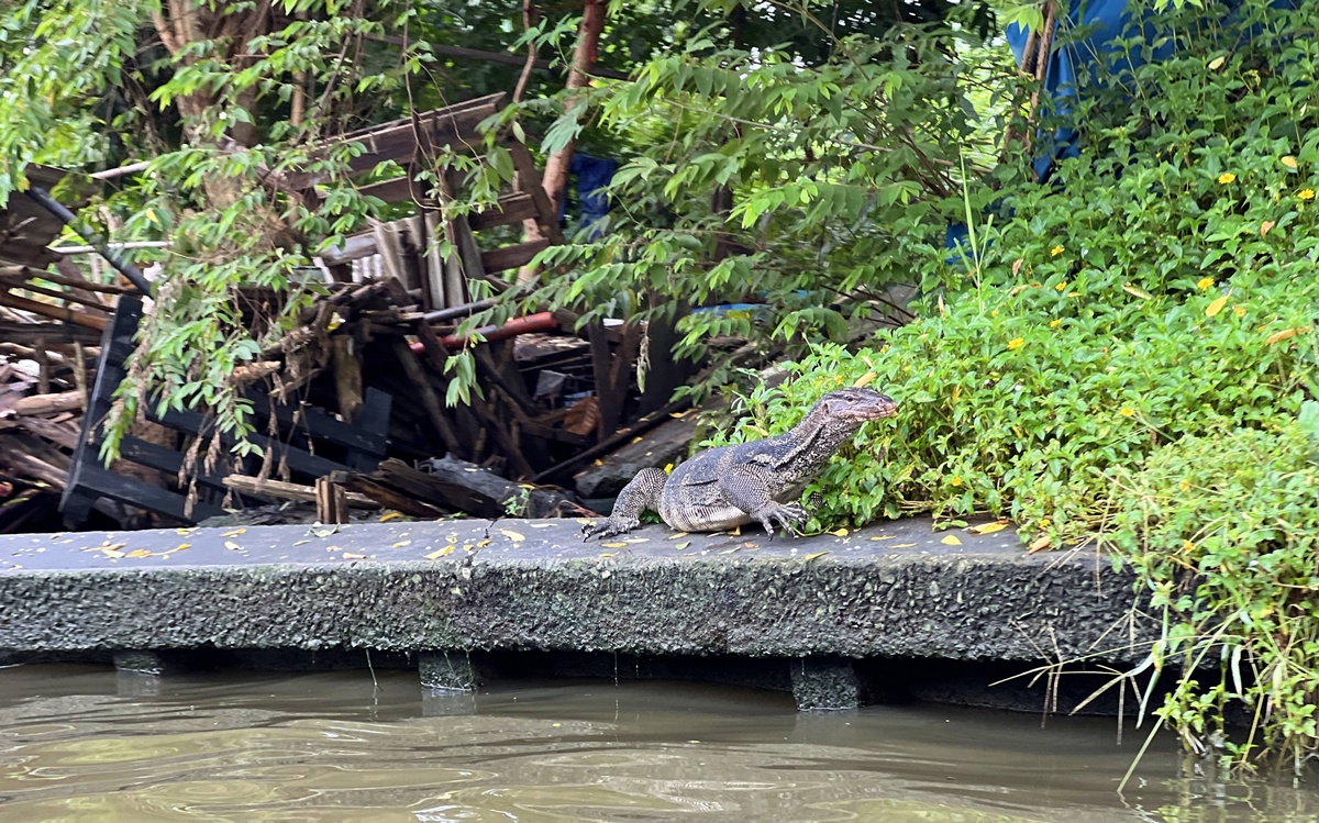 泰國當地人週末會來的鄉間版水上市場！慢速船遊運河、快速船去喝咖啡，最後再吃一輪烤魚烤大蝦｜泰國曼谷 空叻瑪榮水上市場（Khlong Lat Mayom Floating Market） @。CJ夫人。
