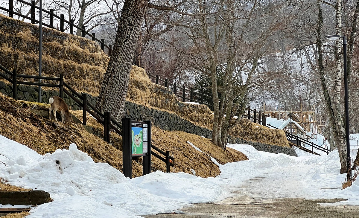 北海道最安靜的冬日一隅，靜得都能聽見冰濤融化的聲音。冬季日本北海道支笏湖一日遊行程安排，僅獻給喜愛小眾漫遊的旅行者。 @。CJ夫人。