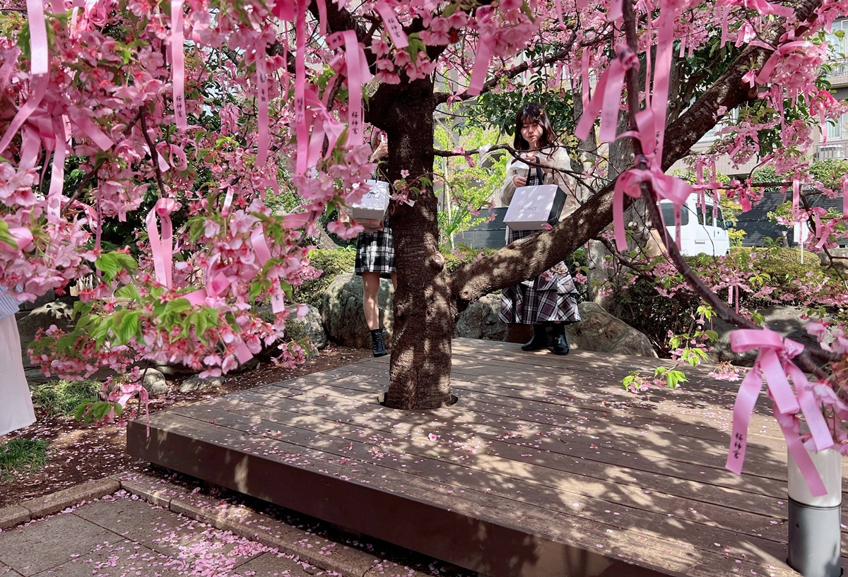 以櫻花為主題!供奉櫻花女神、古櫻樹還有三月櫻花季限定御朱印與粉色蕾絲御守|東京世田谷區的櫻神宮(桜神宮) @。CJ夫人。 以櫻花為主題!供奉櫻花女神、古櫻樹還有三月櫻花季限定御朱印與粉色蕾絲御守|東京世田谷區的櫻神宮(桜神宮) @。CJ夫人。