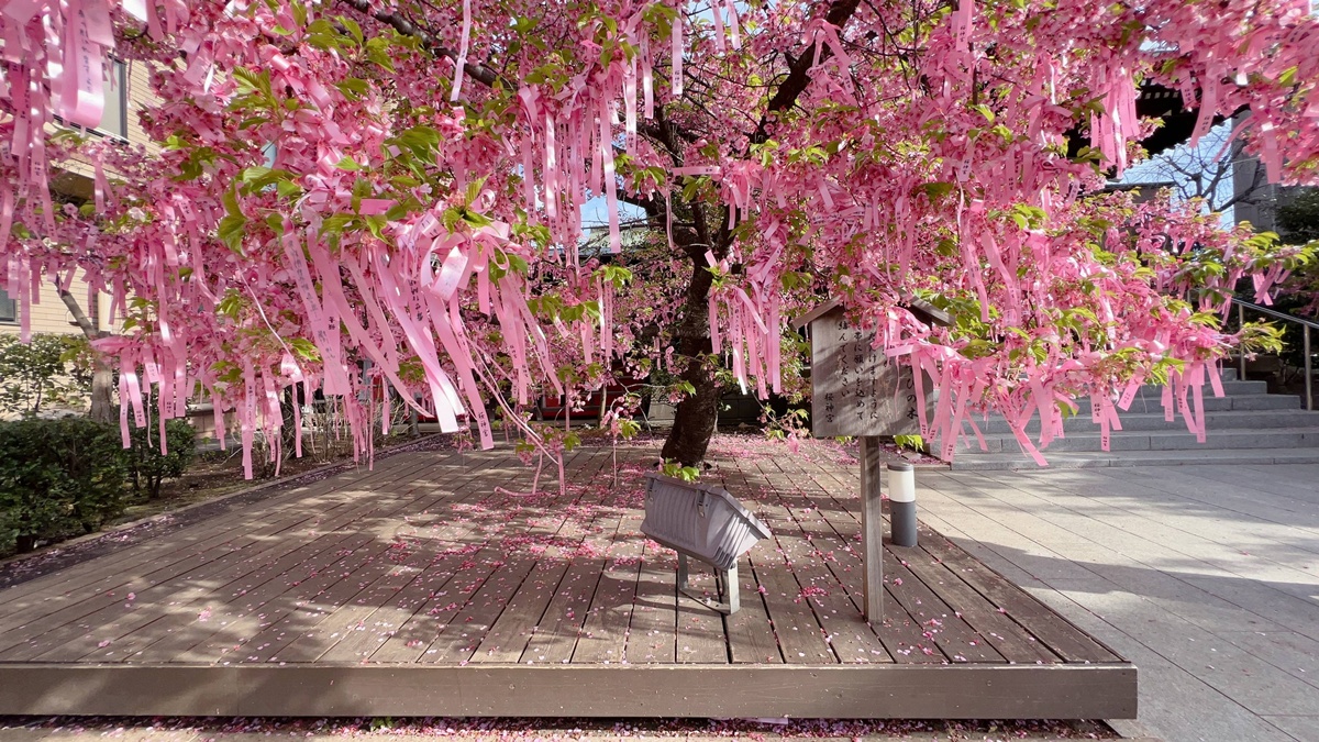 以櫻花為主題!供奉櫻花女神、古櫻樹還有三月櫻花季限定御朱印與粉色蕾絲御守|東京世田谷區的櫻神宮(桜神宮) @。CJ夫人。 以櫻花為主題!供奉櫻花女神、古櫻樹還有三月櫻花季限定御朱印與粉色蕾絲御守|東京世田谷區的櫻神宮(桜神宮) @。CJ夫人。
