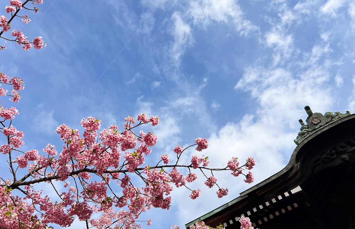 以櫻花為主題！供奉櫻花女神、古櫻樹還有三月櫻花季限定御朱印與粉色蕾絲御守｜東京世田谷區的櫻神宮（桜神宮） @。CJ夫人。