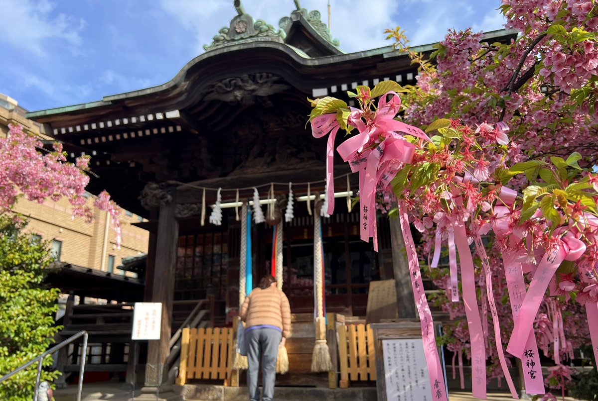 以櫻花為主題!供奉櫻花女神、古櫻樹還有三月櫻花季限定御朱印與粉色蕾絲御守|東京世田谷區的櫻神宮(桜神宮) @。CJ夫人。 以櫻花為主題!供奉櫻花女神、古櫻樹還有三月櫻花季限定御朱印與粉色蕾絲御守|東京世田谷區的櫻神宮(桜神宮) @。CJ夫人。