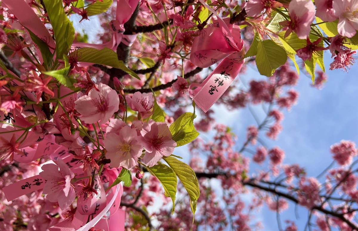 以櫻花為主題!供奉櫻花女神、古櫻樹還有三月櫻花季限定御朱印與粉色蕾絲御守|東京世田谷區的櫻神宮(桜神宮) @。CJ夫人。 以櫻花為主題!供奉櫻花女神、古櫻樹還有三月櫻花季限定御朱印與粉色蕾絲御守|東京世田谷區的櫻神宮(桜神宮) @。CJ夫人。