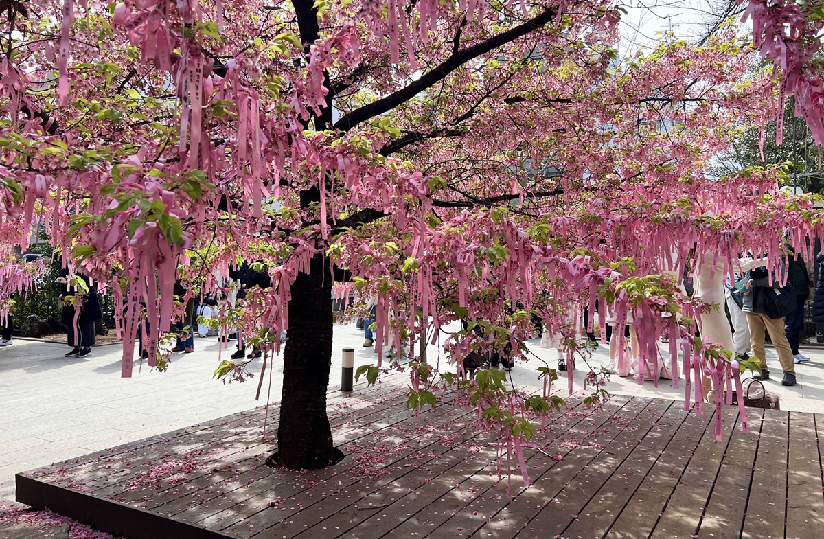 以櫻花為主題!供奉櫻花女神、古櫻樹還有三月櫻花季限定御朱印與粉色蕾絲御守|東京世田谷區的櫻神宮(桜神宮) @。CJ夫人。 以櫻花為主題!供奉櫻花女神、古櫻樹還有三月櫻花季限定御朱印與粉色蕾絲御守|東京世田谷區的櫻神宮(桜神宮) @。CJ夫人。