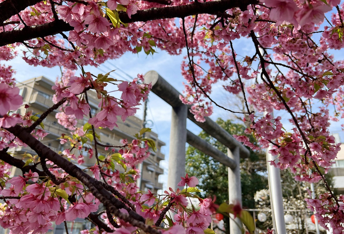 以櫻花為主題!供奉櫻花女神、古櫻樹還有三月櫻花季限定御朱印與粉色蕾絲御守|東京世田谷區的櫻神宮(桜神宮) @。CJ夫人。 以櫻花為主題!供奉櫻花女神、古櫻樹還有三月櫻花季限定御朱印與粉色蕾絲御守|東京世田谷區的櫻神宮(桜神宮) @。CJ夫人。
