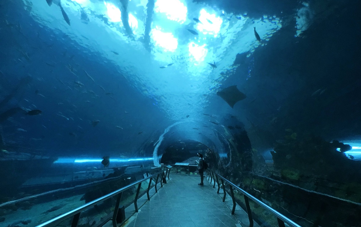 不只是放在海邊的水族館!覽盡台灣珊瑚王國與世界珊瑚群縮影,聽聽海洋想跟我們說的事|屏東墾丁國立海洋生物博物館 @。CJ夫人。 不只是放在海邊的水族館!覽盡台灣珊瑚王國與世界珊瑚群縮影,聽聽海洋想跟我們說的事|屏東墾丁國立海洋生物博物館 @。CJ夫人。