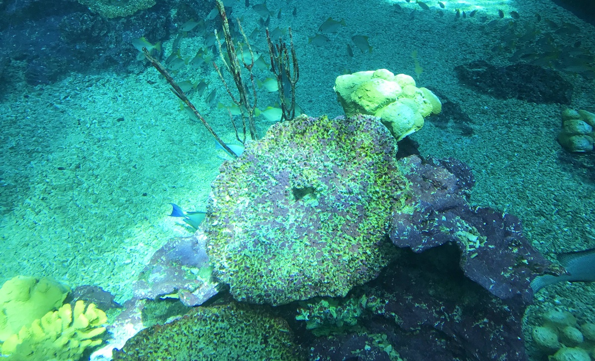 不只是放在海邊的水族館！覽盡台灣珊瑚王國與世界珊瑚群縮影，聽聽海洋想跟我們說的事｜屏東墾丁國立海洋生物博物館 @。CJ夫人。