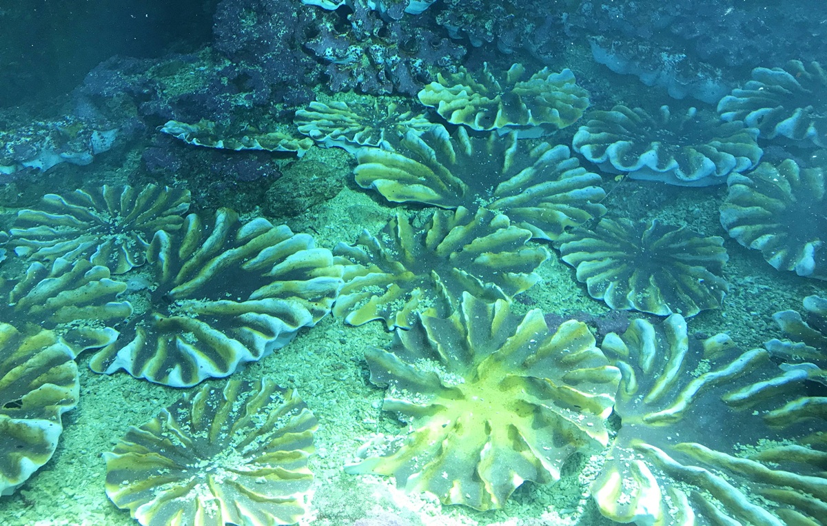 不只是放在海邊的水族館!覽盡台灣珊瑚王國與世界珊瑚群縮影,聽聽海洋想跟我們說的事|屏東墾丁國立海洋生物博物館 @。CJ夫人。 不只是放在海邊的水族館!覽盡台灣珊瑚王國與世界珊瑚群縮影,聽聽海洋想跟我們說的事|屏東墾丁國立海洋生物博物館 @。CJ夫人。