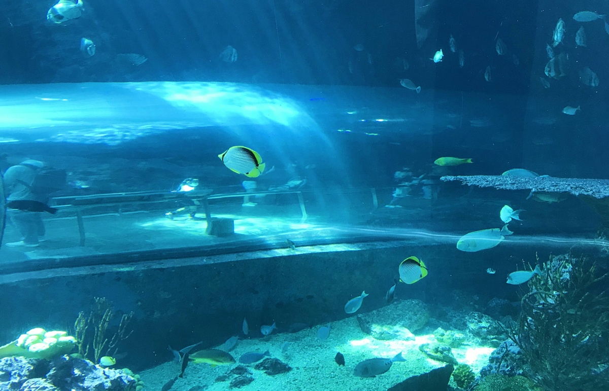 不只是放在海邊的水族館!覽盡台灣珊瑚王國與世界珊瑚群縮影,聽聽海洋想跟我們說的事|屏東墾丁國立海洋生物博物館 @。CJ夫人。 不只是放在海邊的水族館!覽盡台灣珊瑚王國與世界珊瑚群縮影,聽聽海洋想跟我們說的事|屏東墾丁國立海洋生物博物館 @。CJ夫人。