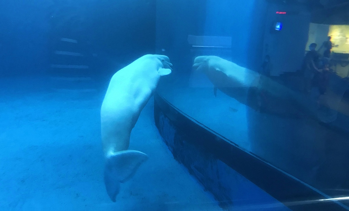 不只是放在海邊的水族館!覽盡台灣珊瑚王國與世界珊瑚群縮影,聽聽海洋想跟我們說的事|屏東墾丁國立海洋生物博物館 @。CJ夫人。 不只是放在海邊的水族館!覽盡台灣珊瑚王國與世界珊瑚群縮影,聽聽海洋想跟我們說的事|屏東墾丁國立海洋生物博物館 @。CJ夫人。