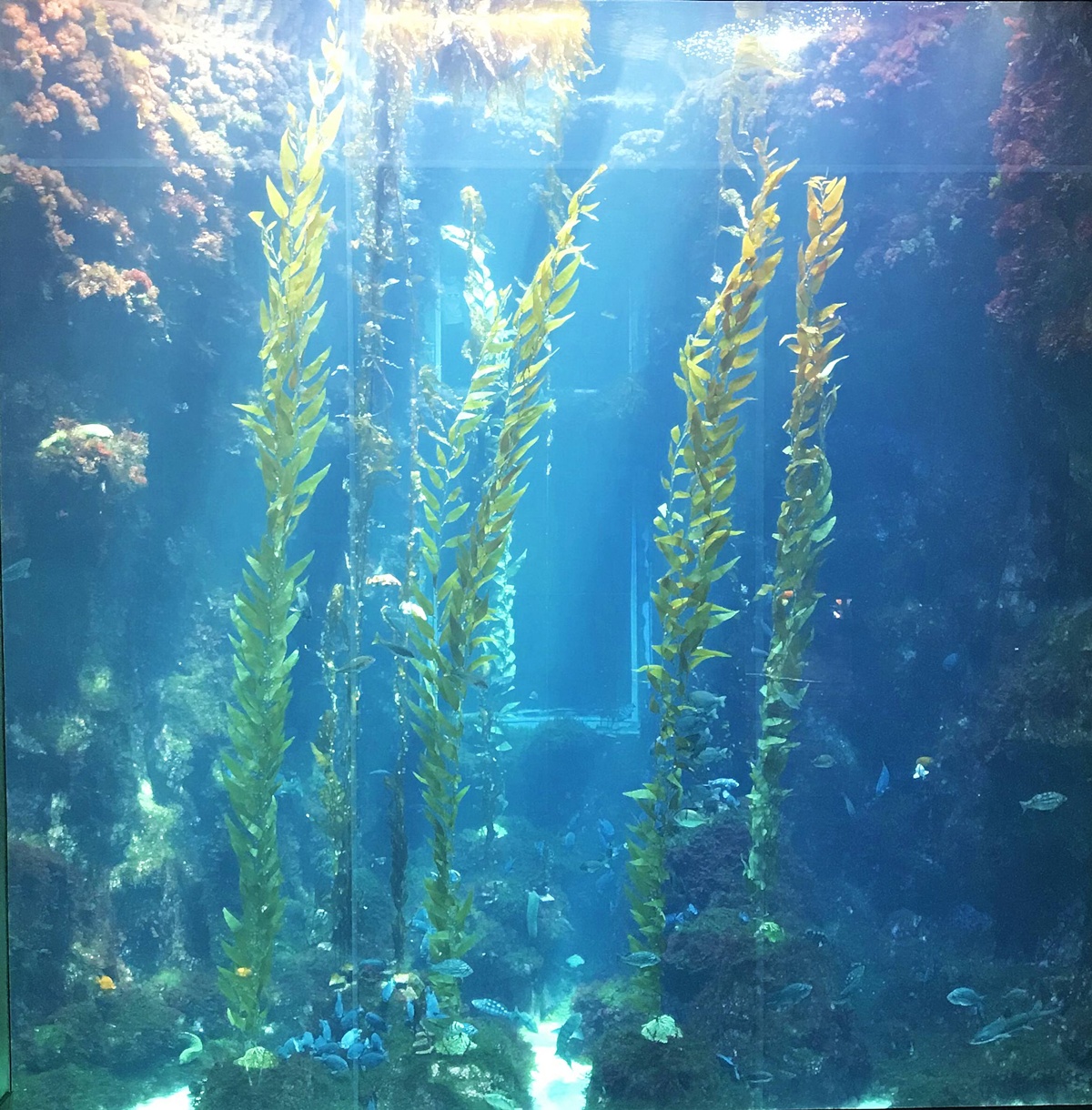 不只是放在海邊的水族館!覽盡台灣珊瑚王國與世界珊瑚群縮影,聽聽海洋想跟我們說的事|屏東墾丁國立海洋生物博物館 @。CJ夫人。 不只是放在海邊的水族館!覽盡台灣珊瑚王國與世界珊瑚群縮影,聽聽海洋想跟我們說的事|屏東墾丁國立海洋生物博物館 @。CJ夫人。
