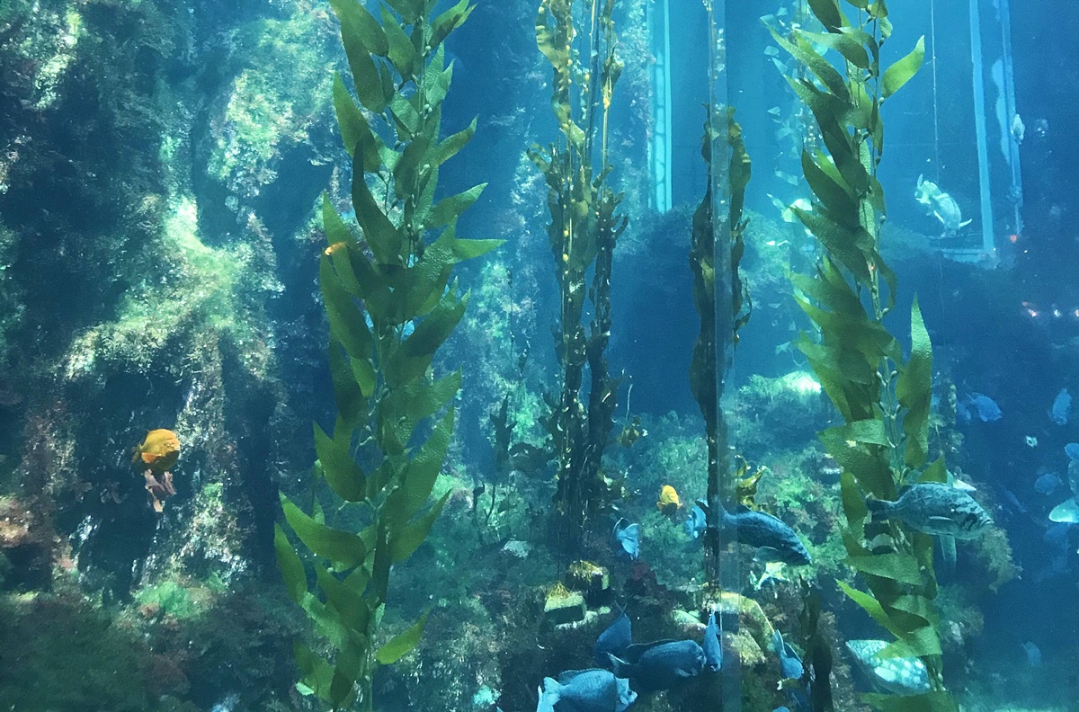 不只是放在海邊的水族館!覽盡台灣珊瑚王國與世界珊瑚群縮影,聽聽海洋想跟我們說的事|屏東墾丁國立海洋生物博物館 @。CJ夫人。 不只是放在海邊的水族館!覽盡台灣珊瑚王國與世界珊瑚群縮影,聽聽海洋想跟我們說的事|屏東墾丁國立海洋生物博物館 @。CJ夫人。