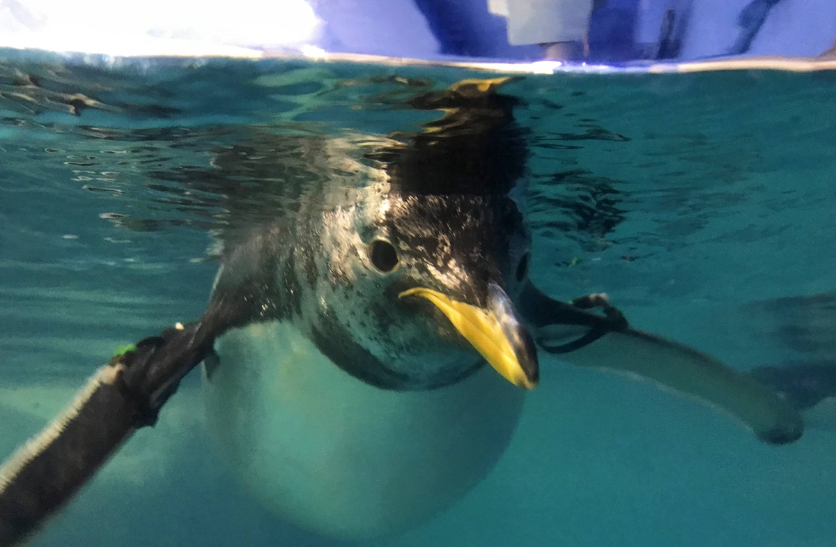 不只是放在海邊的水族館！覽盡台灣珊瑚王國與世界珊瑚群縮影，聽聽海洋想跟我們說的事｜屏東墾丁國立海洋生物博物館 @。CJ夫人。