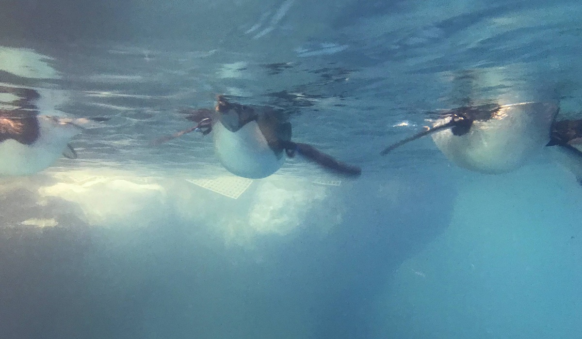 不只是放在海邊的水族館!覽盡台灣珊瑚王國與世界珊瑚群縮影,聽聽海洋想跟我們說的事|屏東墾丁國立海洋生物博物館 @。CJ夫人。 不只是放在海邊的水族館!覽盡台灣珊瑚王國與世界珊瑚群縮影,聽聽海洋想跟我們說的事|屏東墾丁國立海洋生物博物館 @。CJ夫人。