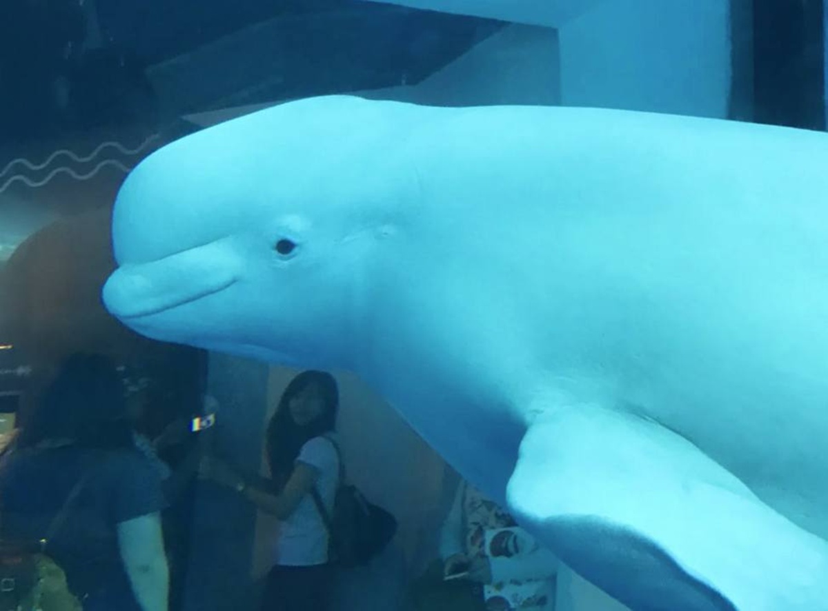 不只是放在海邊的水族館!覽盡台灣珊瑚王國與世界珊瑚群縮影,聽聽海洋想跟我們說的事|屏東墾丁國立海洋生物博物館 @。CJ夫人。 不只是放在海邊的水族館!覽盡台灣珊瑚王國與世界珊瑚群縮影,聽聽海洋想跟我們說的事|屏東墾丁國立海洋生物博物館 @。CJ夫人。