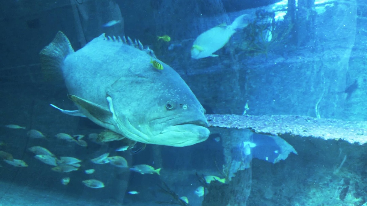 不只是放在海邊的水族館!覽盡台灣珊瑚王國與世界珊瑚群縮影,聽聽海洋想跟我們說的事|屏東墾丁國立海洋生物博物館 @。CJ夫人。 不只是放在海邊的水族館!覽盡台灣珊瑚王國與世界珊瑚群縮影,聽聽海洋想跟我們說的事|屏東墾丁國立海洋生物博物館 @。CJ夫人。