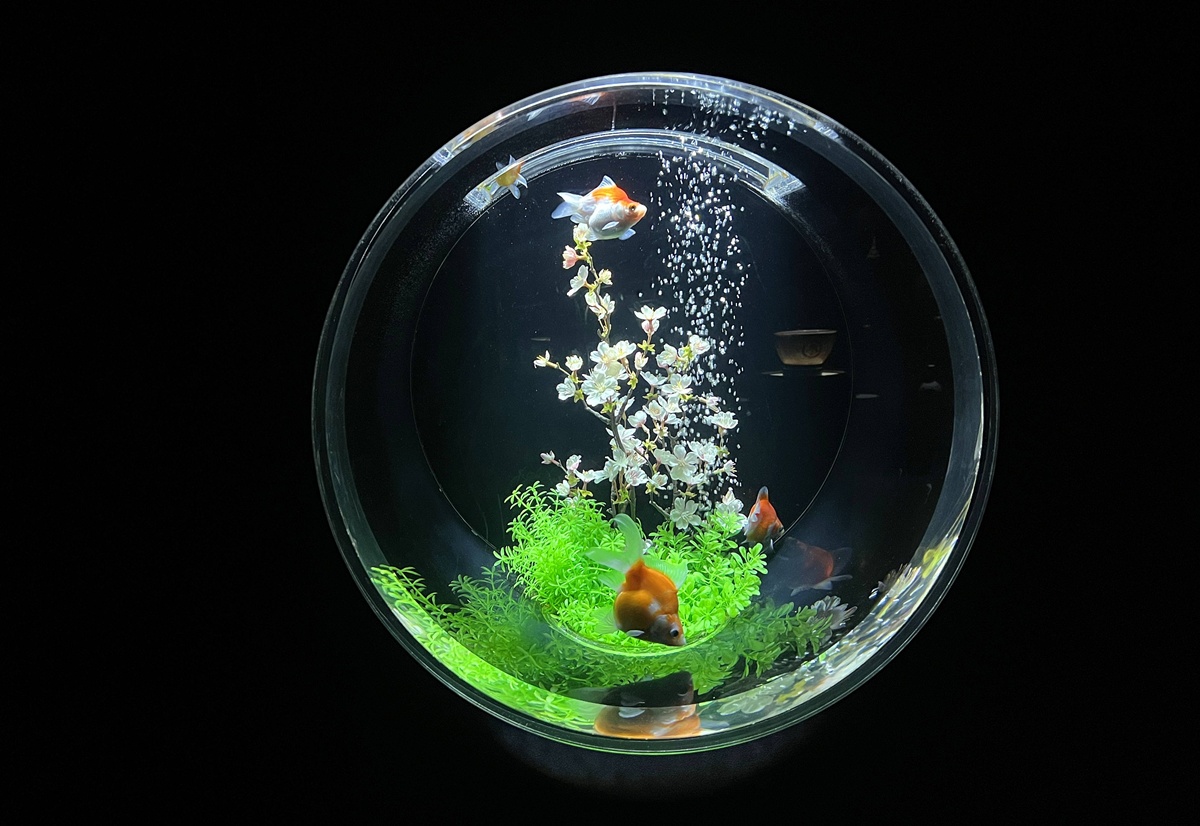 介於夢境與現實之間的場所!這是東京銀座獻給世界一場風雅藝術的劇|日本東京室內自由行推薦 銀座金魚藝術水族館 Art Aquarium Museum GINZA @。CJ夫人。 介於夢境與現實之間的場所!這是東京銀座獻給世界一場風雅藝術的劇|日本東京室內自由行推薦 銀座金魚藝術水族館 Art Aquarium Museum GINZA @。CJ夫人。