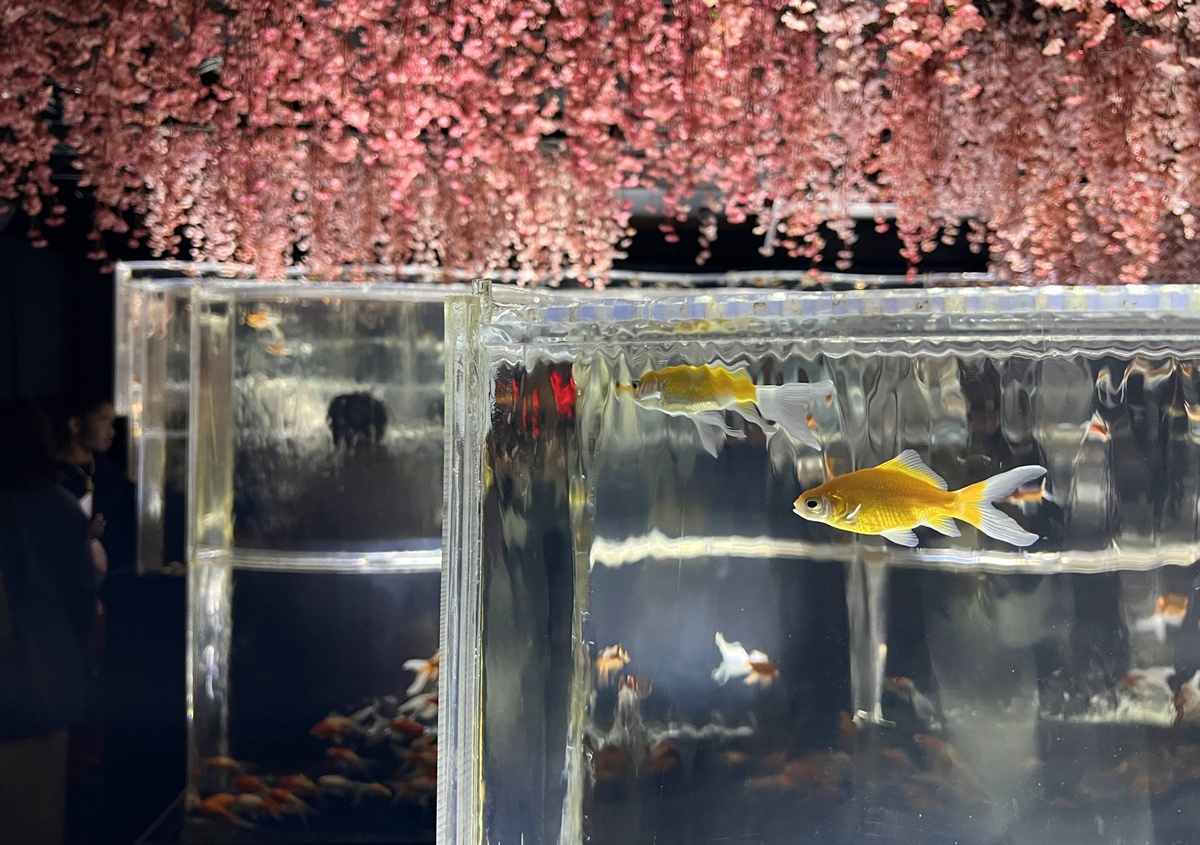 介於夢境與現實之間的場所!這是東京銀座獻給世界一場風雅藝術的劇|日本東京室內自由行推薦 銀座金魚藝術水族館 Art Aquarium Museum GINZA @。CJ夫人。 介於夢境與現實之間的場所!這是東京銀座獻給世界一場風雅藝術的劇|日本東京室內自由行推薦 銀座金魚藝術水族館 Art Aquarium Museum GINZA @。CJ夫人。