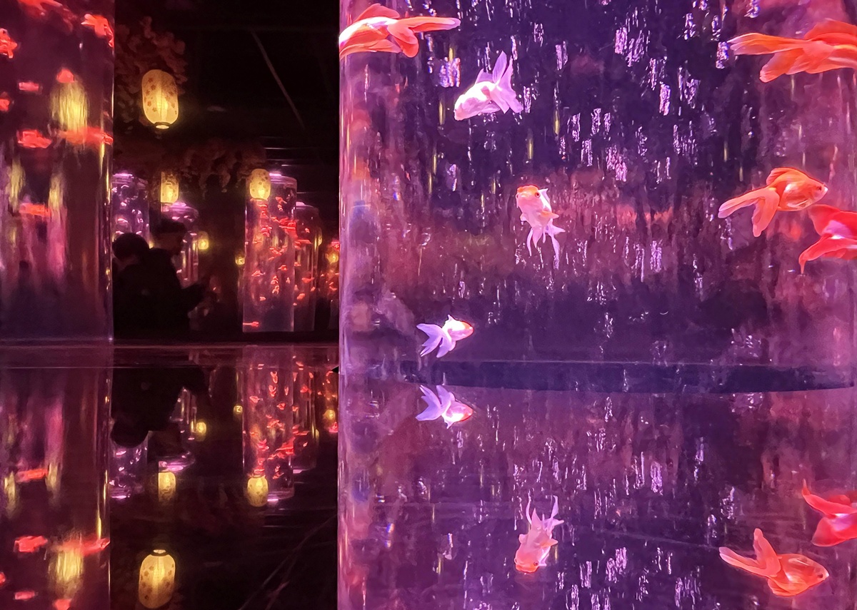 介於夢境與現實之間的場所!這是東京銀座獻給世界一場風雅藝術的劇|日本東京室內自由行推薦 銀座金魚藝術水族館 Art Aquarium Museum GINZA @。CJ夫人。 介於夢境與現實之間的場所!這是東京銀座獻給世界一場風雅藝術的劇|日本東京室內自由行推薦 銀座金魚藝術水族館 Art Aquarium Museum GINZA @。CJ夫人。