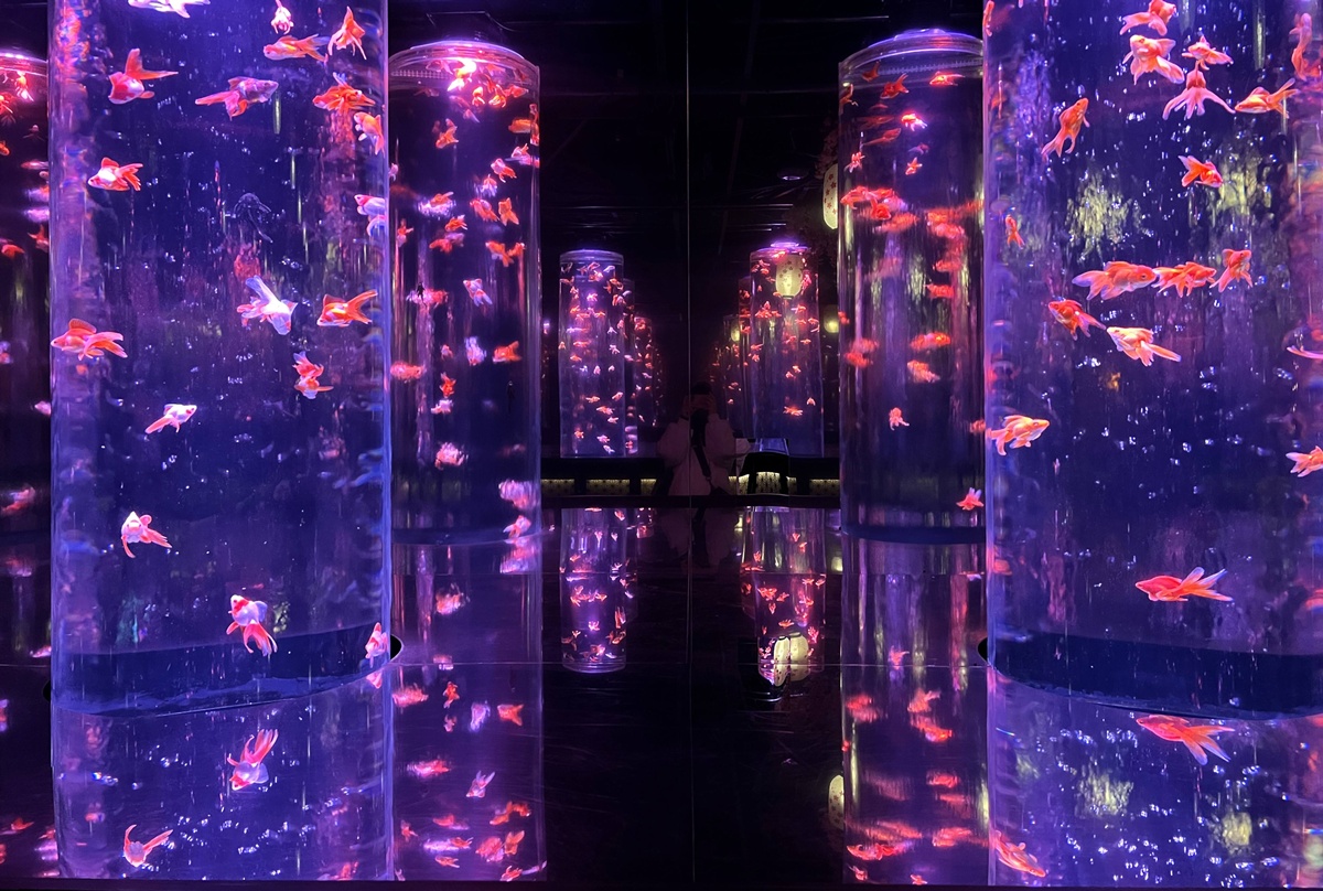 介於夢境與現實之間的場所!這是東京銀座獻給世界一場風雅藝術的劇|日本東京室內自由行推薦 銀座金魚藝術水族館 Art Aquarium Museum GINZA @。CJ夫人。 介於夢境與現實之間的場所!這是東京銀座獻給世界一場風雅藝術的劇|日本東京室內自由行推薦 銀座金魚藝術水族館 Art Aquarium Museum GINZA @。CJ夫人。