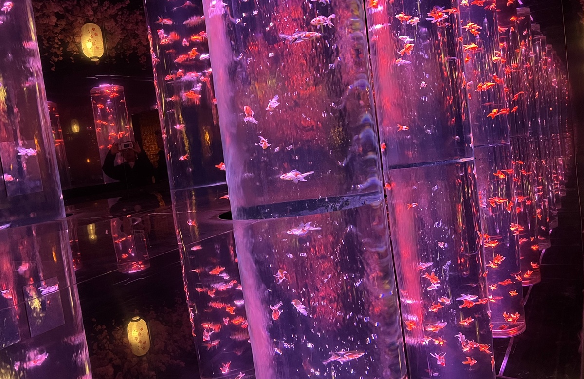 介於夢境與現實之間的場所!這是東京銀座獻給世界一場風雅藝術的劇|日本東京室內自由行推薦 銀座金魚藝術水族館 Art Aquarium Museum GINZA @。CJ夫人。 介於夢境與現實之間的場所!這是東京銀座獻給世界一場風雅藝術的劇|日本東京室內自由行推薦 銀座金魚藝術水族館 Art Aquarium Museum GINZA @。CJ夫人。