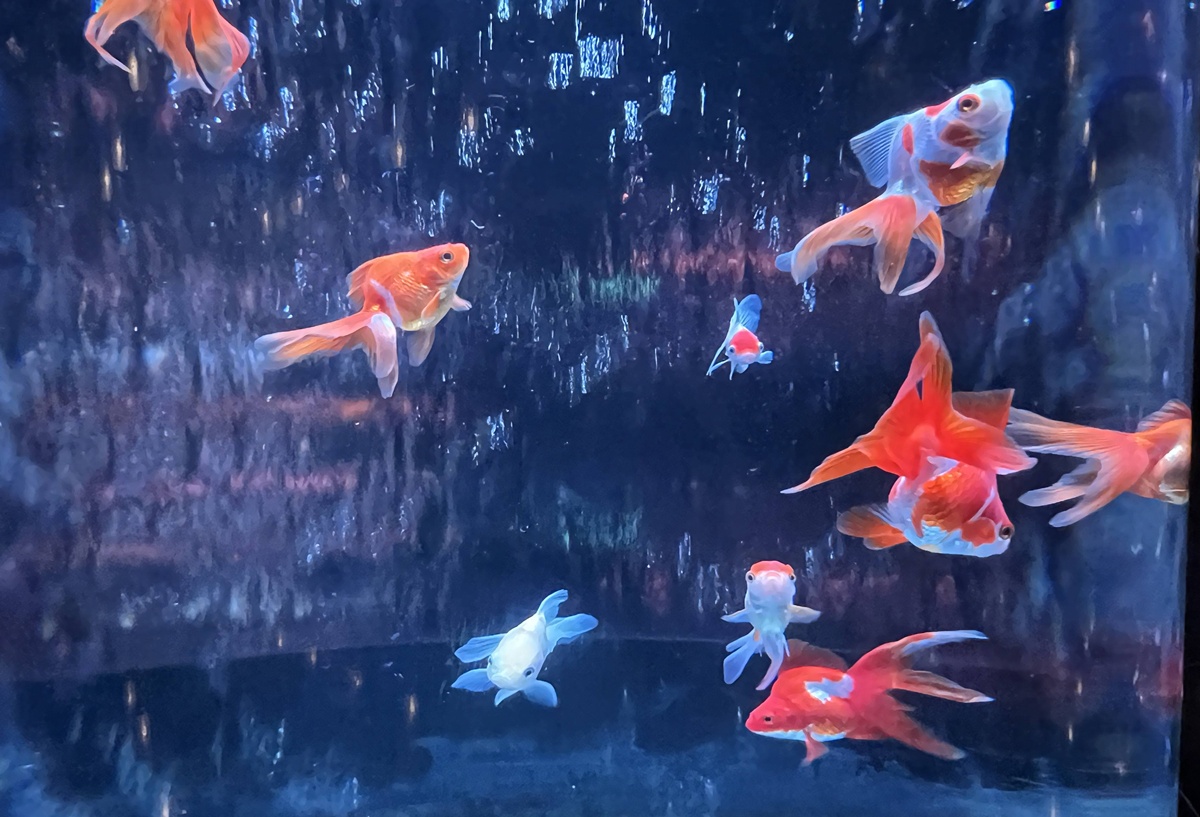 介於夢境與現實之間的場所!這是東京銀座獻給世界一場風雅藝術的劇|日本東京室內自由行推薦 銀座金魚藝術水族館 Art Aquarium Museum GINZA @。CJ夫人。 介於夢境與現實之間的場所!這是東京銀座獻給世界一場風雅藝術的劇|日本東京室內自由行推薦 銀座金魚藝術水族館 Art Aquarium Museum GINZA @。CJ夫人。