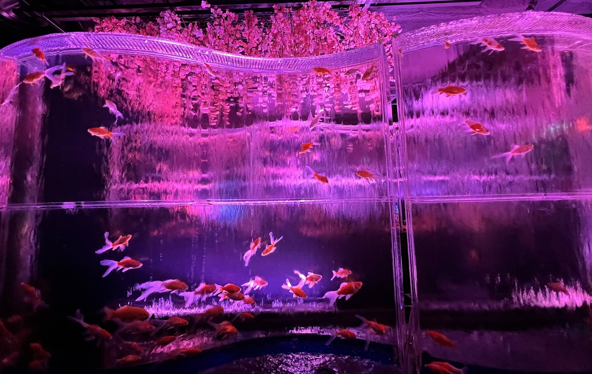 介於夢境與現實之間的場所!這是東京銀座獻給世界一場風雅藝術的劇|日本東京室內自由行推薦 銀座金魚藝術水族館 Art Aquarium Museum GINZA @。CJ夫人。 介於夢境與現實之間的場所!這是東京銀座獻給世界一場風雅藝術的劇|日本東京室內自由行推薦 銀座金魚藝術水族館 Art Aquarium Museum GINZA @。CJ夫人。